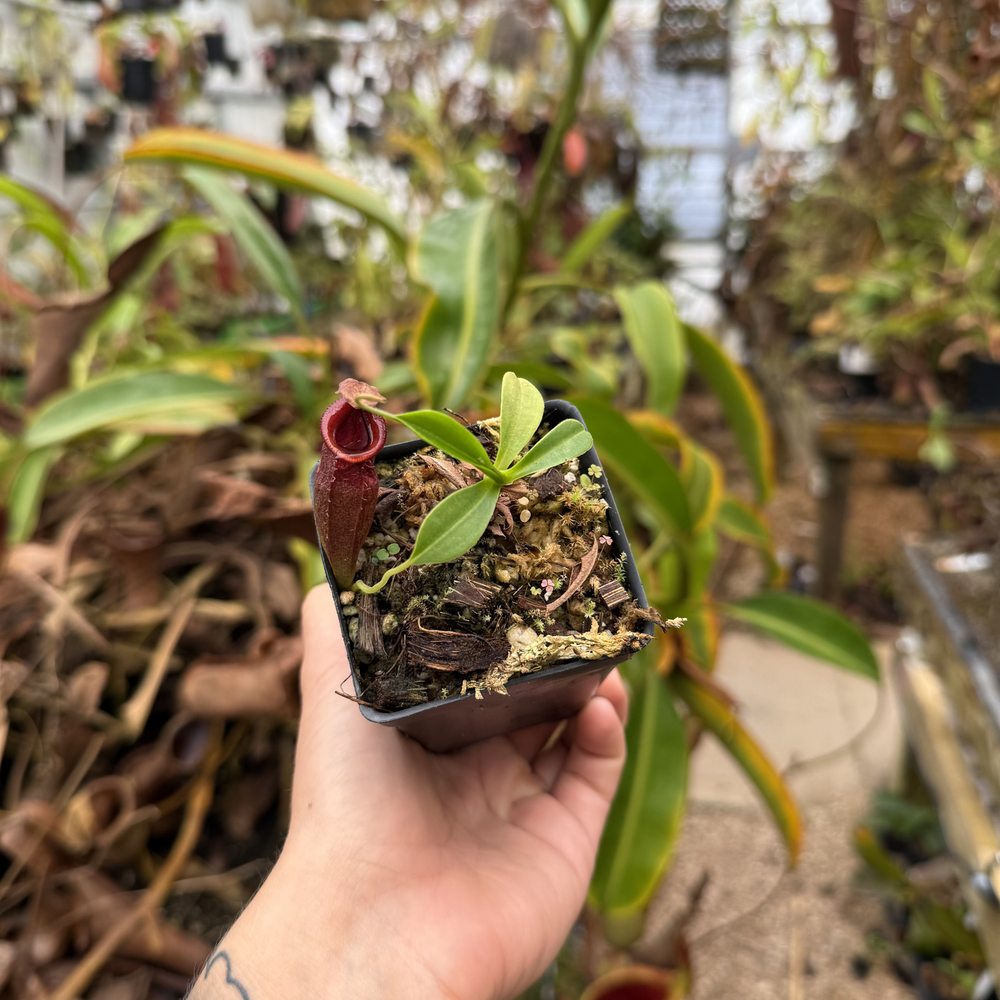 Nepenthes spathulata x jacquelineae – Carnivero