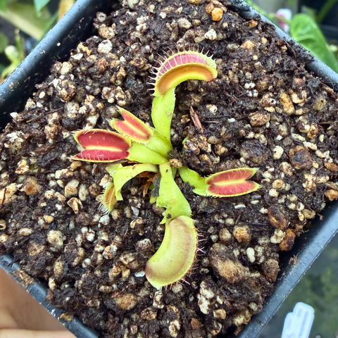 Hand holds a tiny Dionaea muscipula Jaws Smiley in a pot with large tropical leaves in the background.