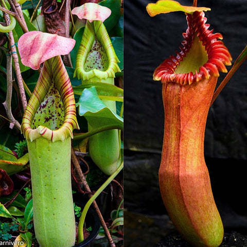 Collage of Nepenthes truncata JB x edwardsiana with green upright pitchers on the left and a tall red pitcher on the right