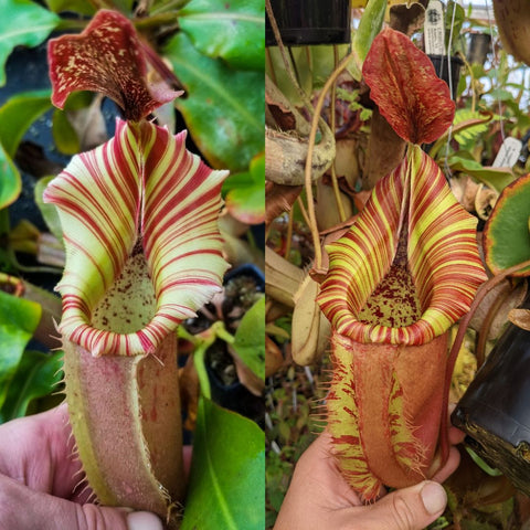 Two view collage of Nepenthes veitchii Kelabit Highlands x veitchii x allardii showing tall striped pitchers in a pot