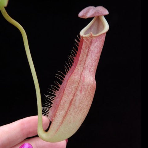 Nepenthes longifolia BE-3704 pitcher with pink peristome and pale green tube against a dark background.