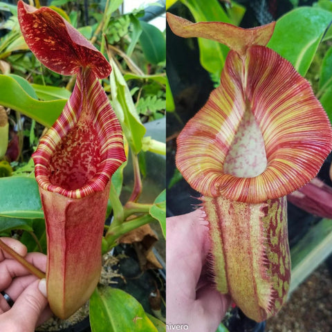 Nepenthes lowii x veitchii hybrid with red striped pitchers