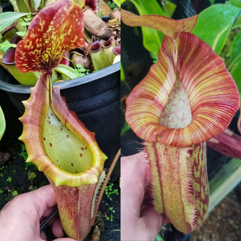 Two pitcher collage of Nepenthes yellow x redonkulas with a red spotted left pitcher and a striped right pitcher