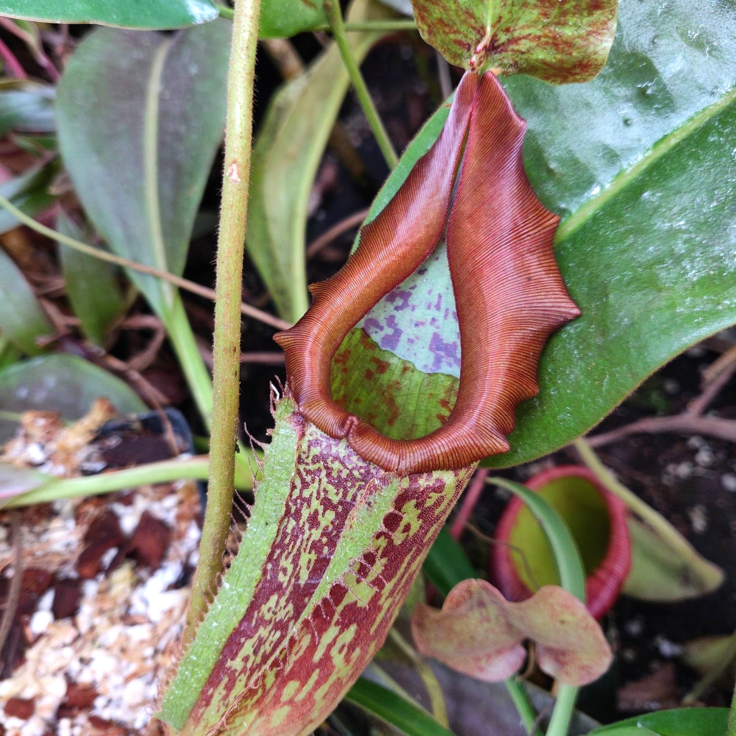 Nepenthes maxima, CAR-0911 - SEED POD