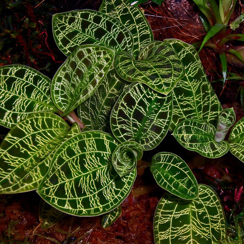 Macodes petola Lightning jewel orchid with glossy green leaves and pale yellow veins
