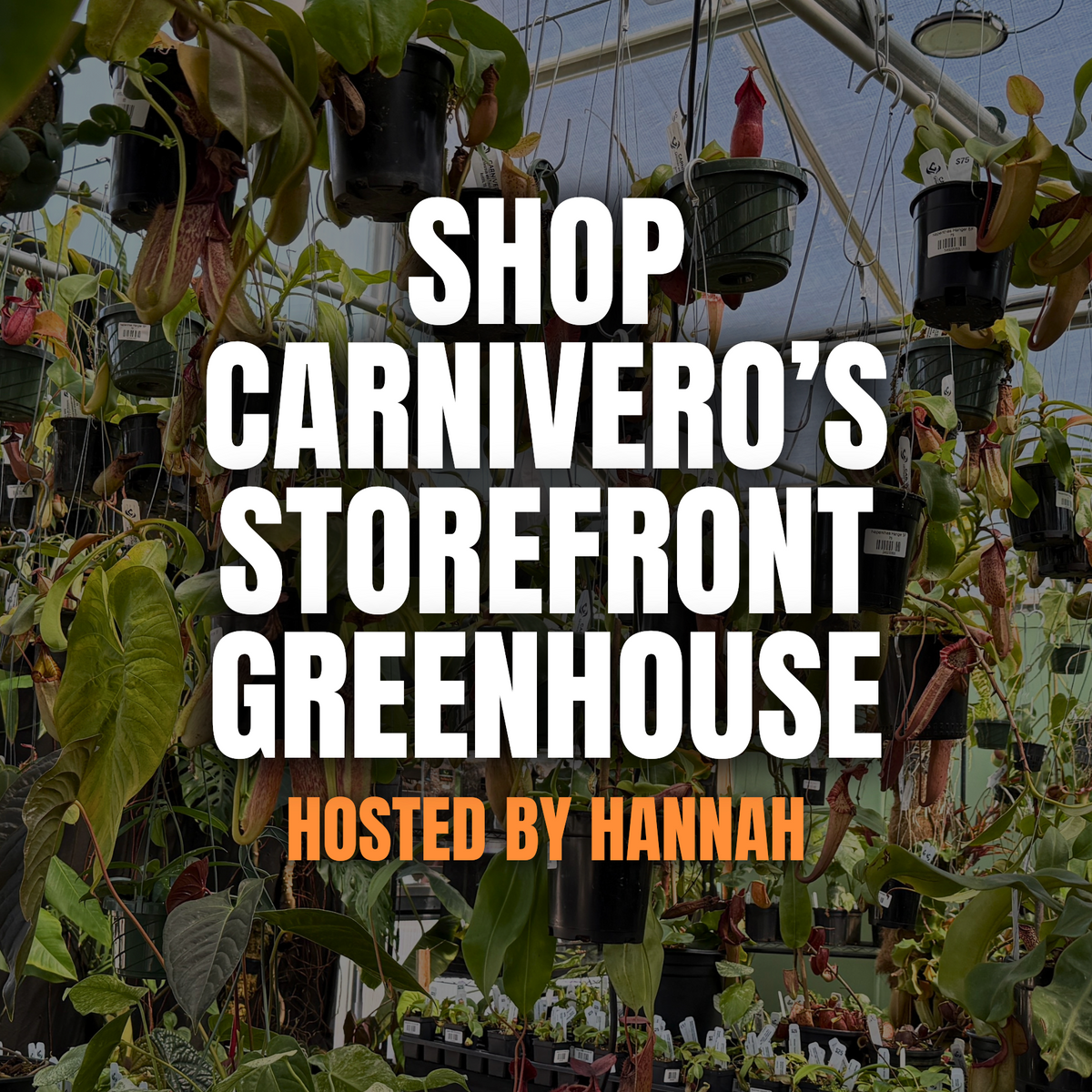A promotional graphic for 'Shop Carnivero's Storefront Greenhouse' hosted by Hannah, featuring bold white and orange text overlaid on a background photo of a lush greenhouse filled with hanging and potted plants.