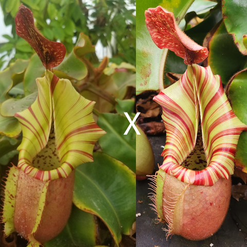 Pair of Nepenthes veitchii seed pod pitchers; left pale green with cream and red striped peristome, right striped red on pale lip.
