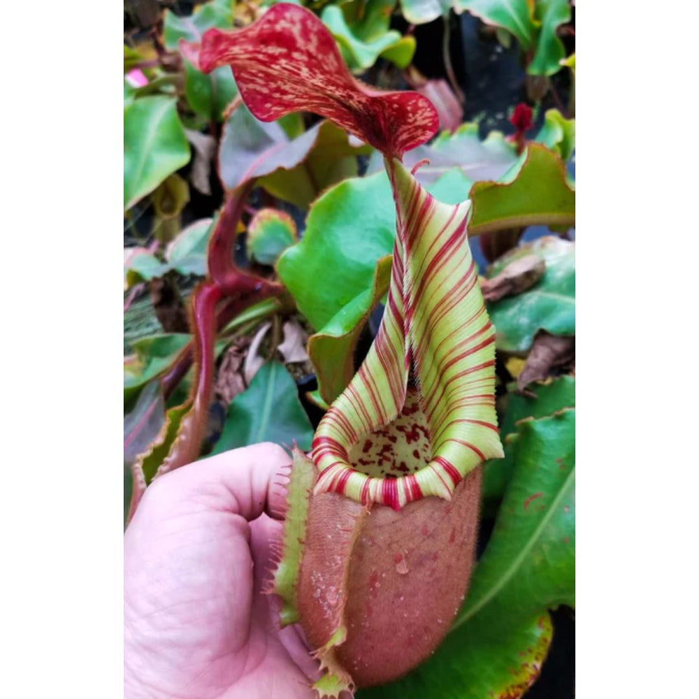 
                      
                        Nepenthes veitchii Hybrid
                      
                    