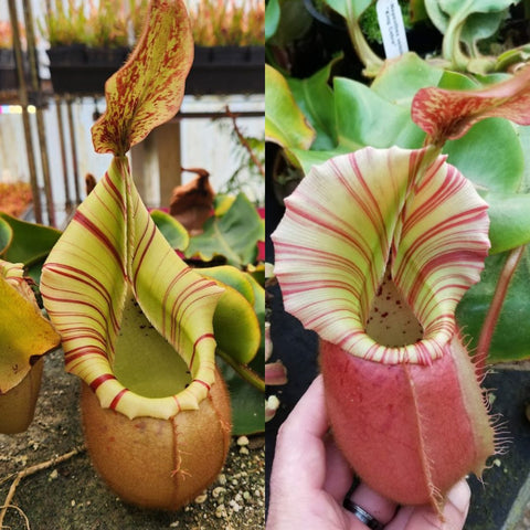 Two Nepenthes veitchii pitchers with striped peristomes, left lime green with red stripes and right pale pink with red stripes