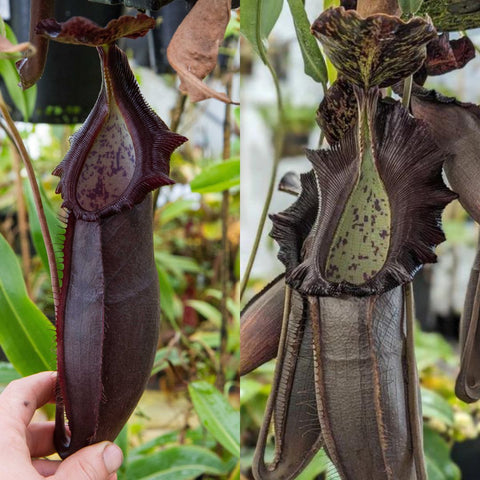 Seed-grown Nepenthes naga pitcher plant with a dark maroon pitcher and fringed rim, held by a hand for scale