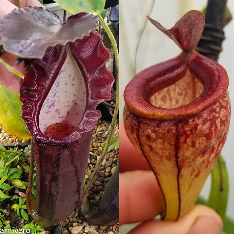 Nepenthes naga x tenuis CAR-0443 two views of burgundy pitchers
