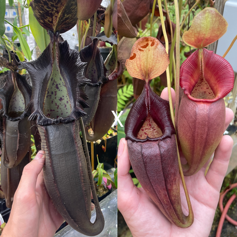 Two Nepenthes naga x ovata MT pitchers side by side a dark elongated pitcher on the left and a reddish pitcher on the right
