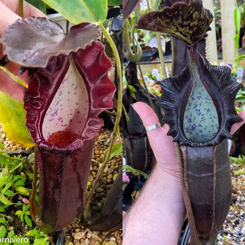 Two Nepenthes naga pitchers side by side, one burgundy and the other blue with purple speckles.
