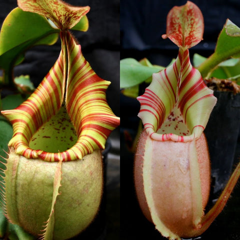 Two views of Nepenthes veitchii Orange x BE-3734 CAR-1000 pitcher plant with striped peristomes