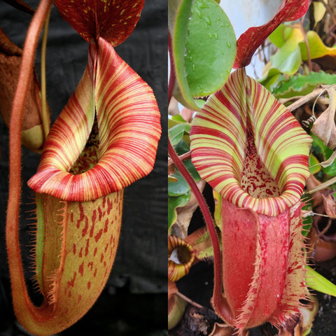 Two Nepenthes pitchers displaying bright red striped peristomes from the Rokko x boschiana x veitchii orange fade hybrid.