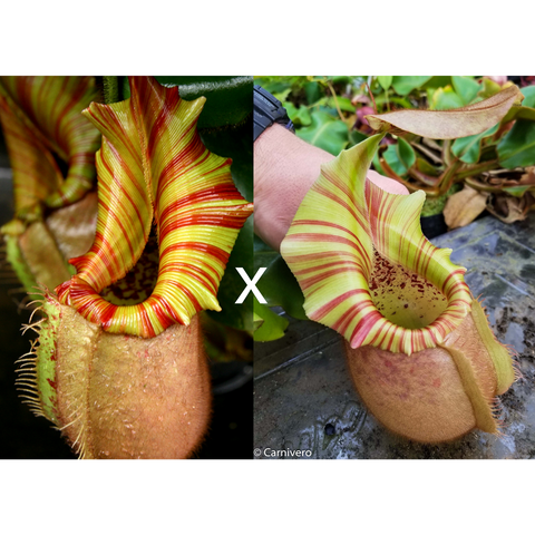Two Nepenthes veitchii pitchers with bright striped peristomes displayed side by side
