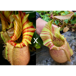 Nepenthes veitchii ("Orange" x "Candy Dreams")
