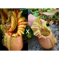 Nepenthes veitchii ("Orange" x "Candy Dreams")