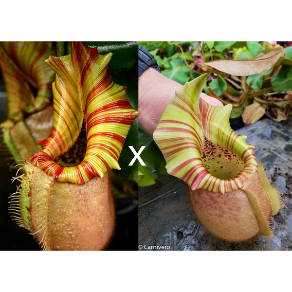 Nepenthes veitchii ("Orange" x "Candy Dreams")-Seed Pod