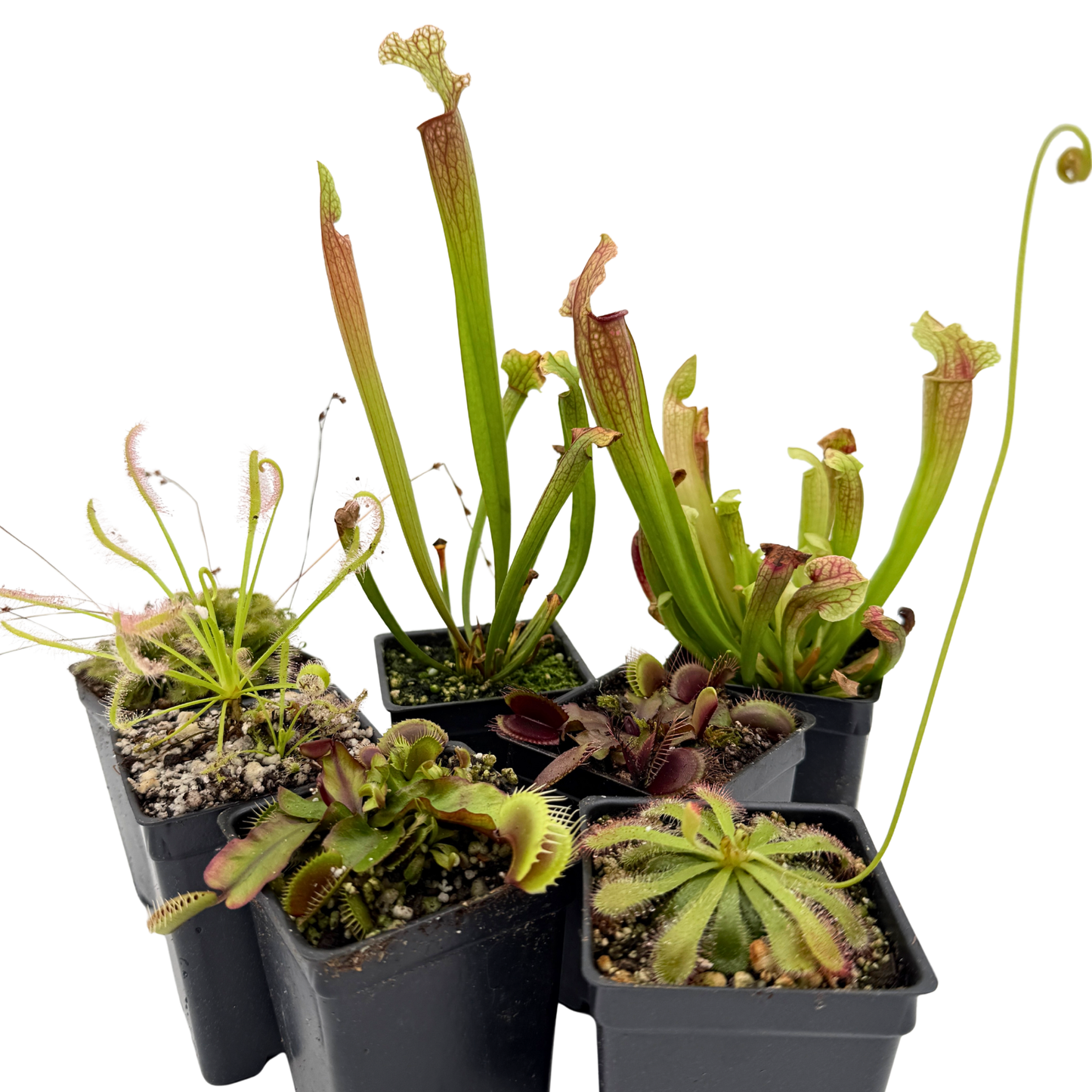 best pot for carnivorous plants Outdoor Beginner Carnivorous Plant Collection – Carnivero