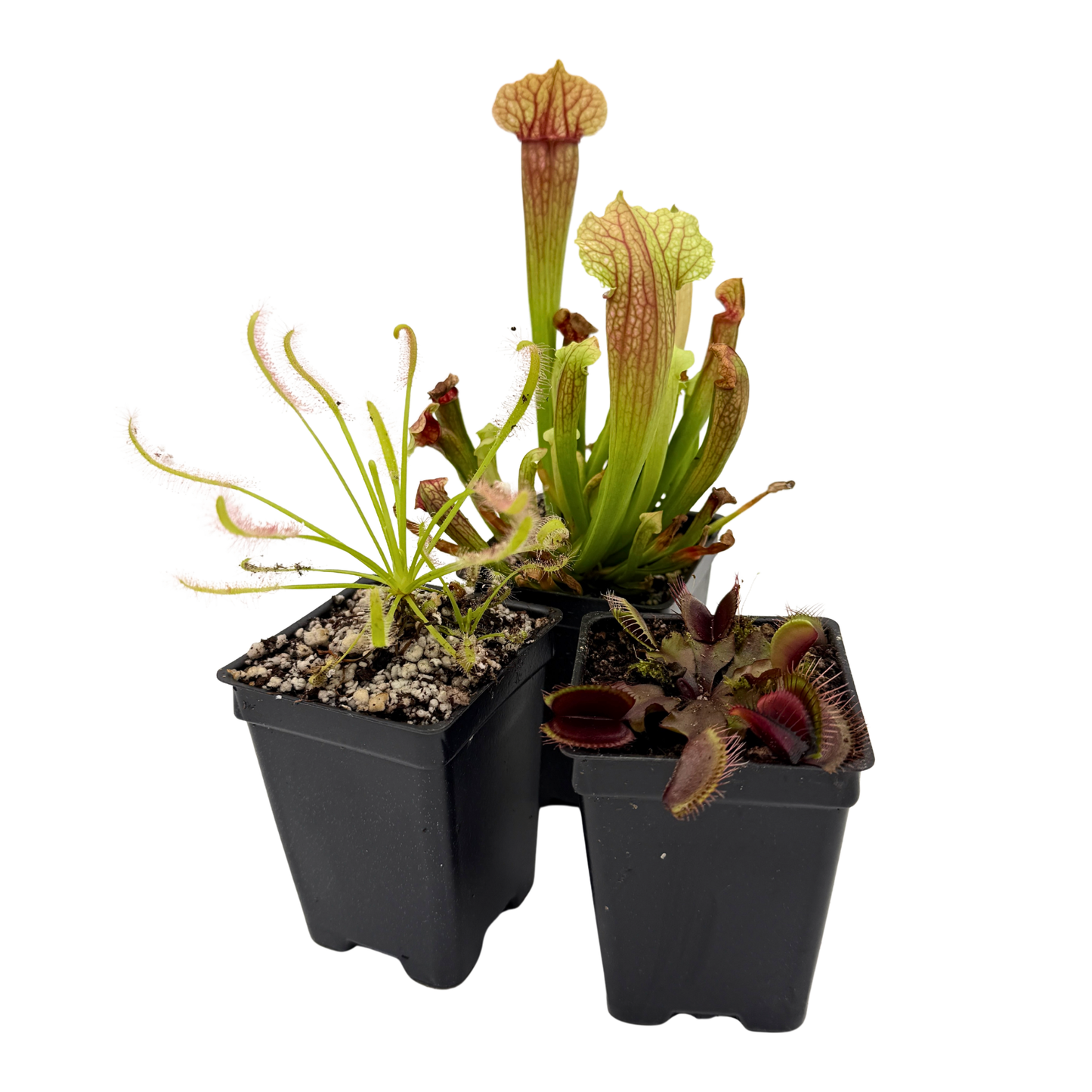potting carnivorous plants Outdoor Beginner Carnivorous Plant Collection – Carnivero