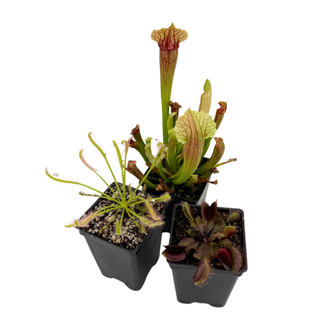 Collection of carnivorous plants in small pots on a white background