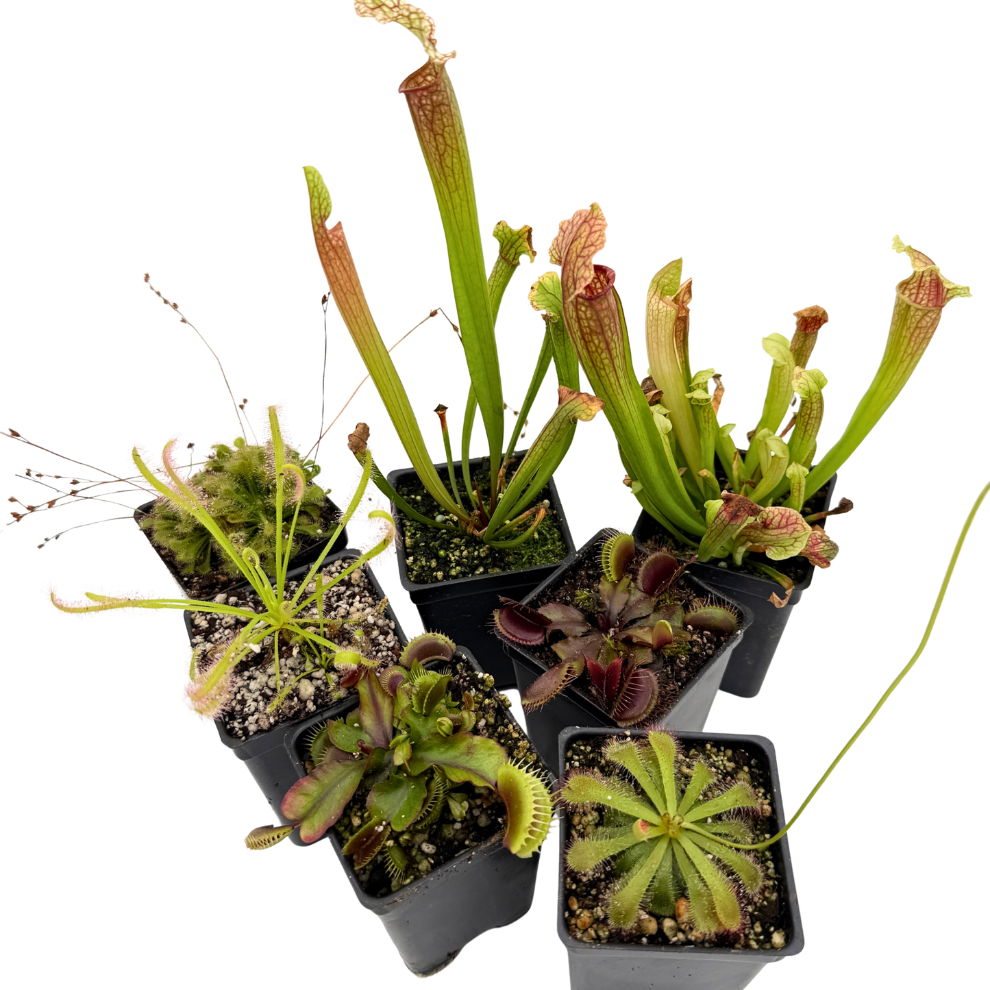 Collection of six carnivorous plants in small pots on a white background