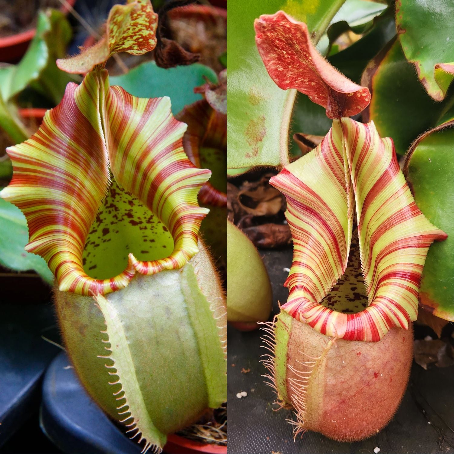 teatネペン Amazon.com : QAUZUY GARDEN Nepenthes Pitcher Plant Seeds