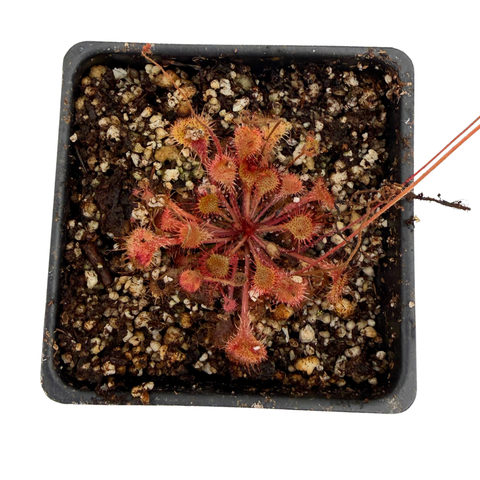 small red sundew in a black pot