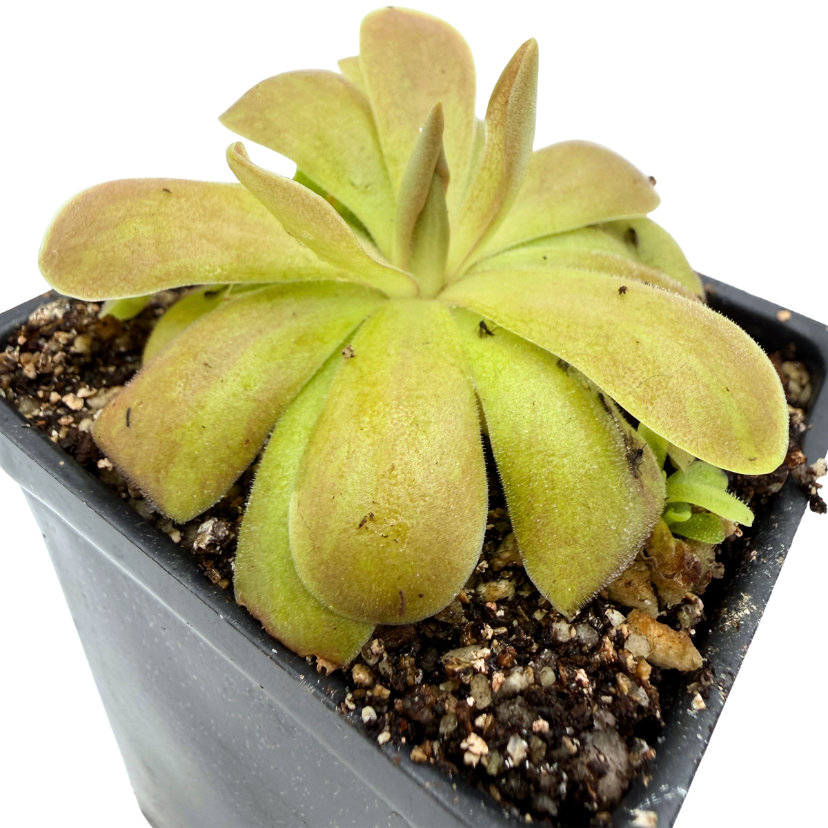 A close-up of a small succulent plant with pale yellow-green leaves growing in a black square plastic pot filled with soil, photographed against a plain white background.