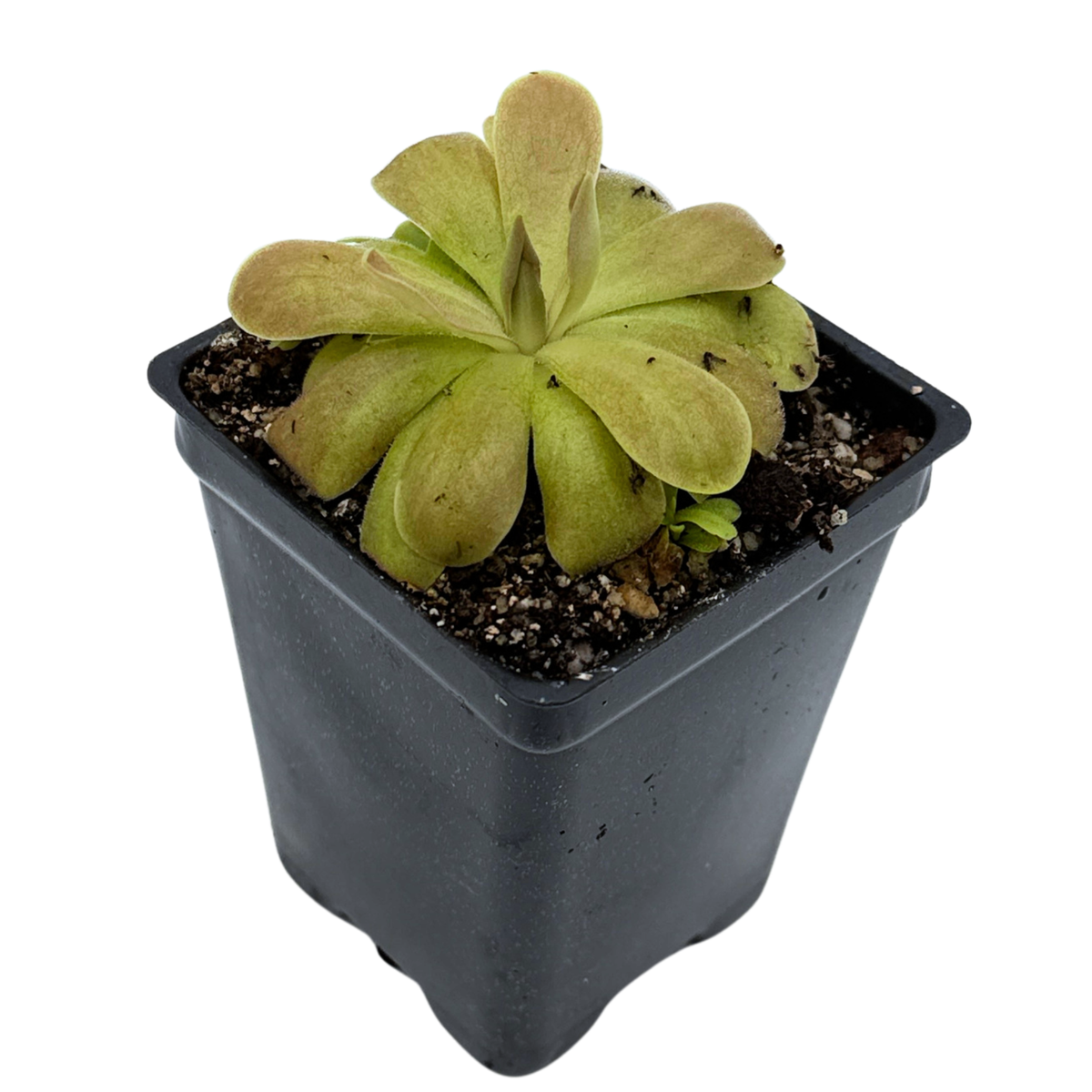 A small green leafy plant in a black plastic nursery pot filled with soil, photographed on a plain white background.