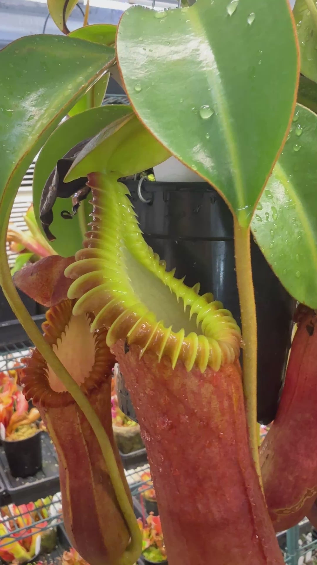Nepenthes Trusmadiensis (BE clone 1) x edwardsiana 