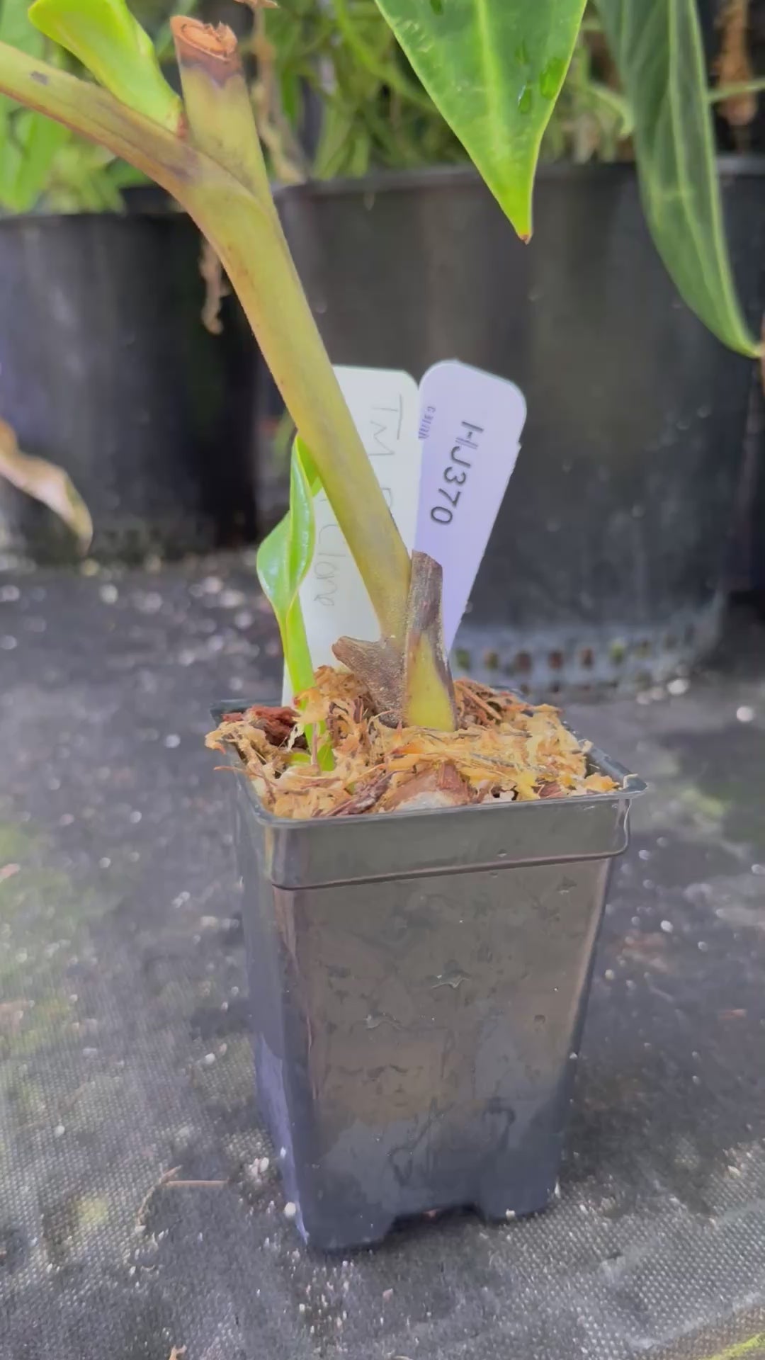 WH0017 Nepenthes trusmadiensis, Phill Mann Clone (HJ370)