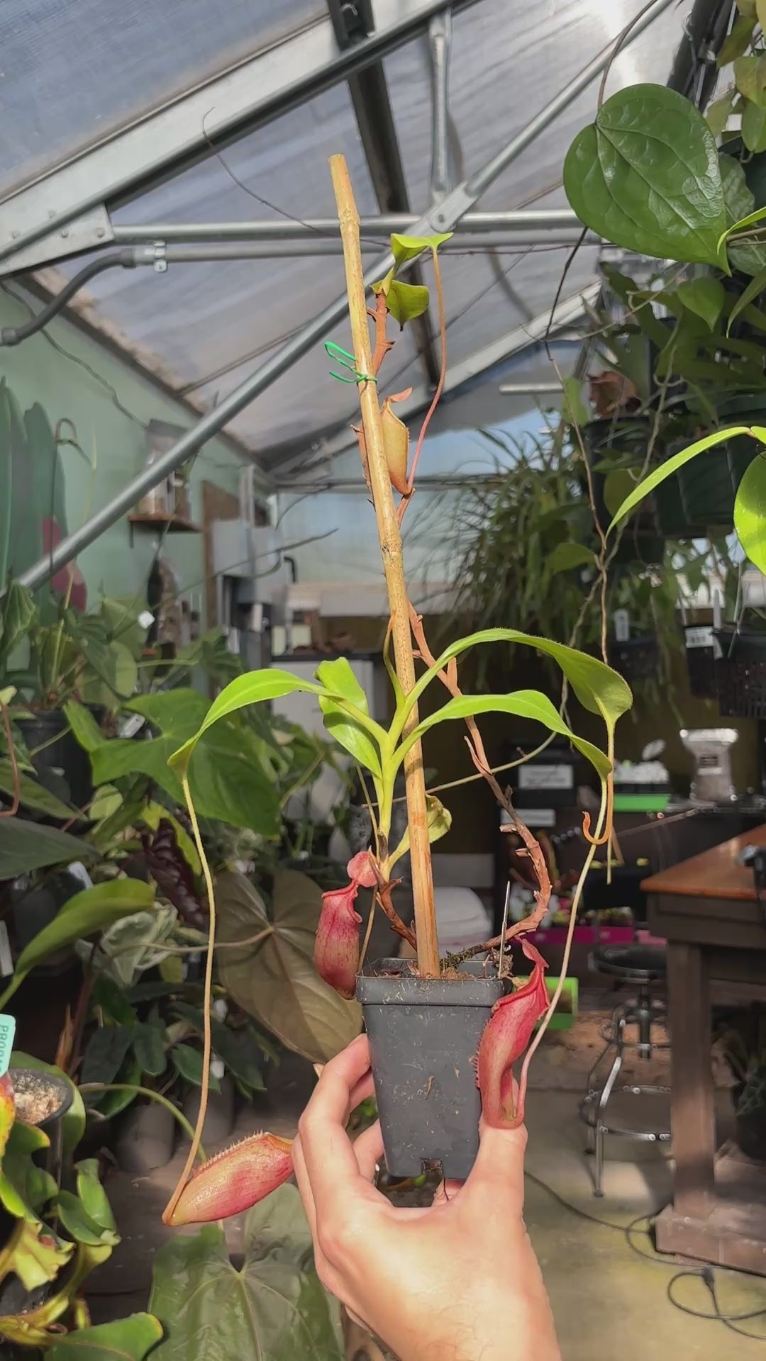 [A1165] Nepenthes (veitchii x lowii) x mira, BE-3910 (M)