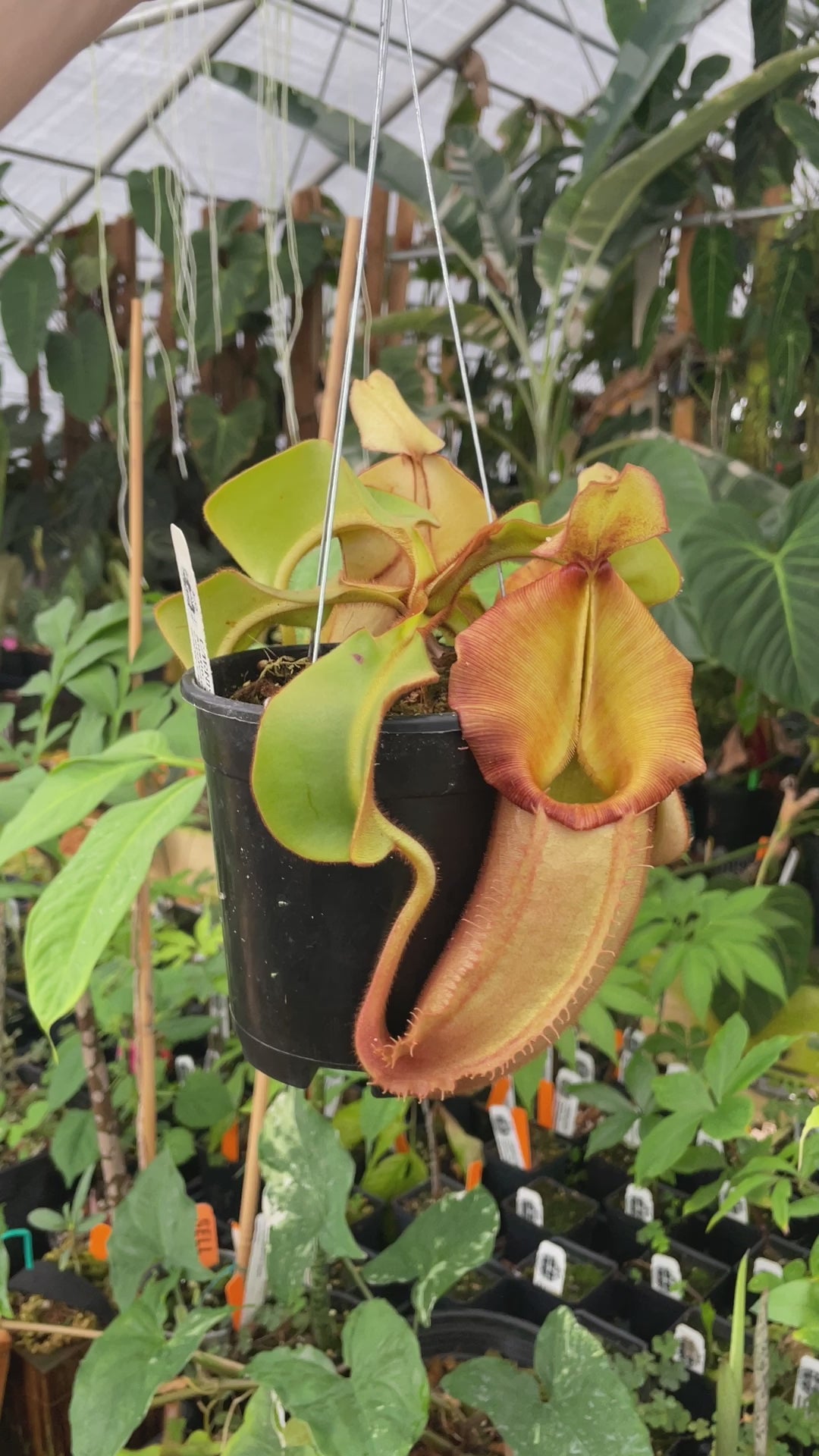 A252] Nepenthes veitchii Bario NE32C (XL, unpotted) – Carnivero