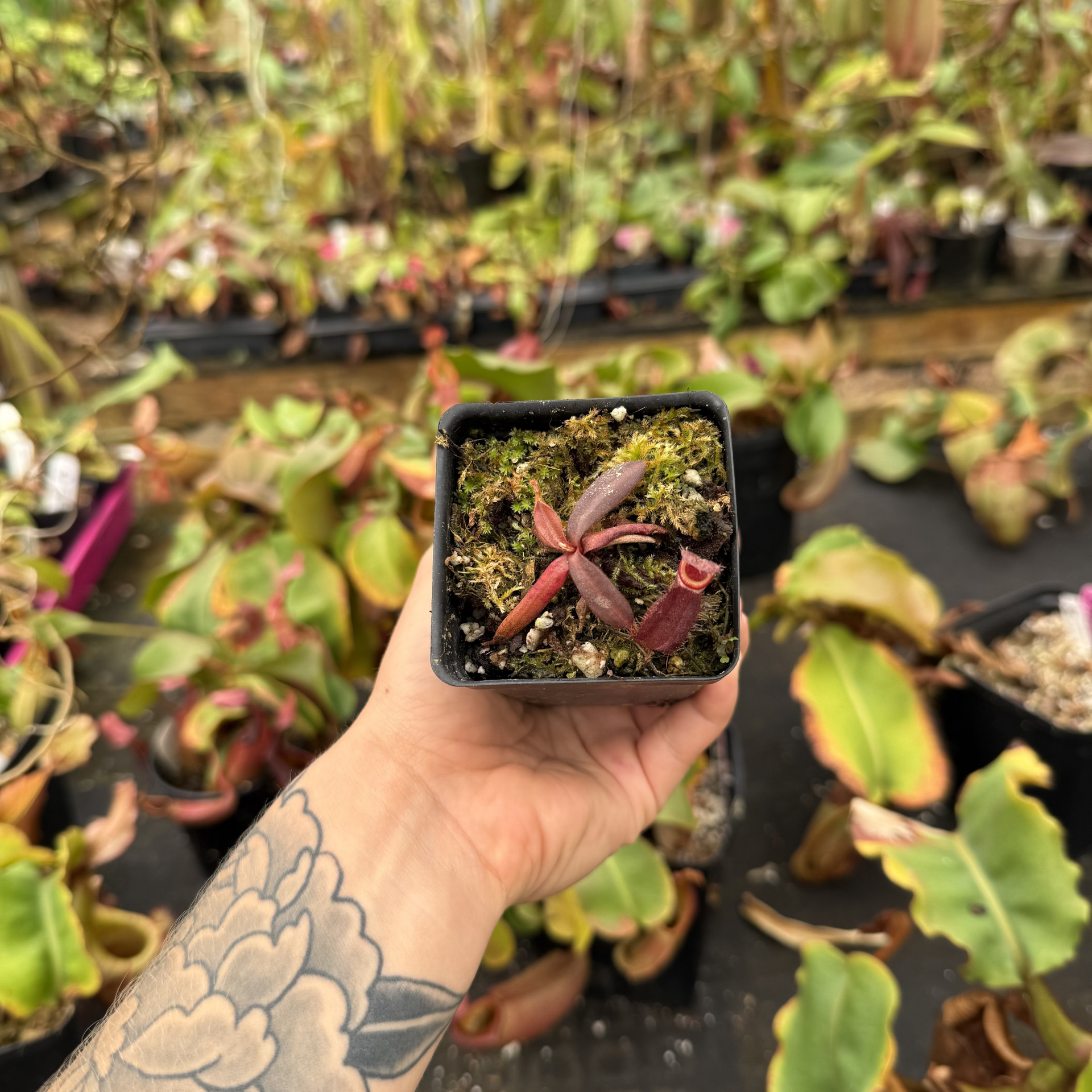 Nepenthes albomarginata 