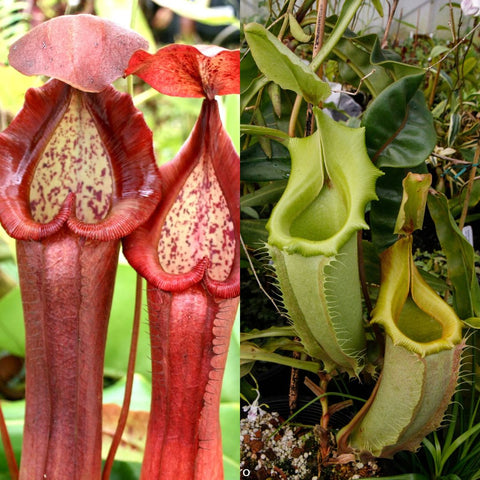 Nepenthes Red Dragon x veitchii LL hybrid collage showing a red pitcher on the left and a green pitcher on the right