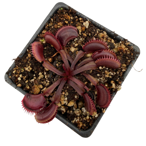 Venus flytrap plant in a pot with soil on a white background top view
