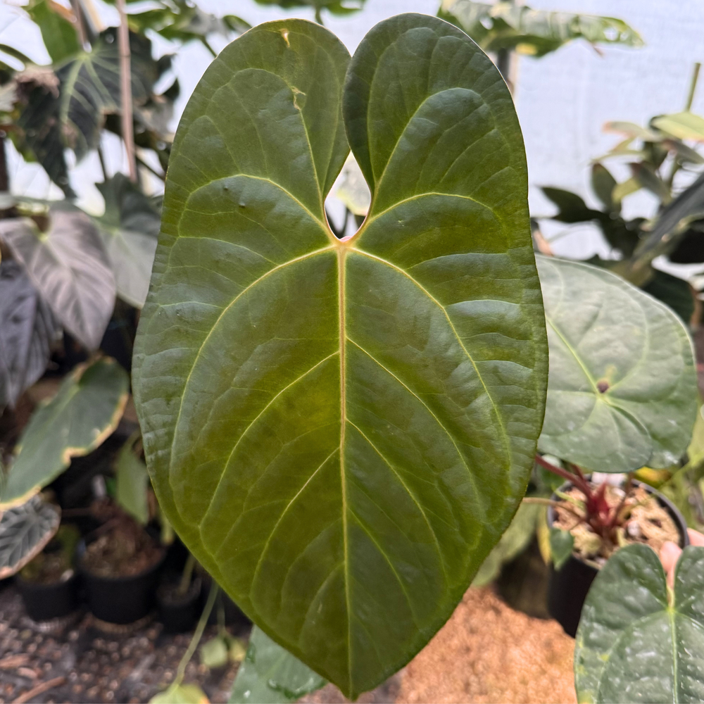 Anthurium regale x nigrolaminum 