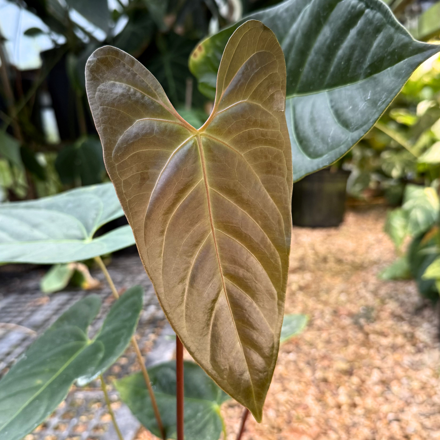 close up of anthurium regale x nigro