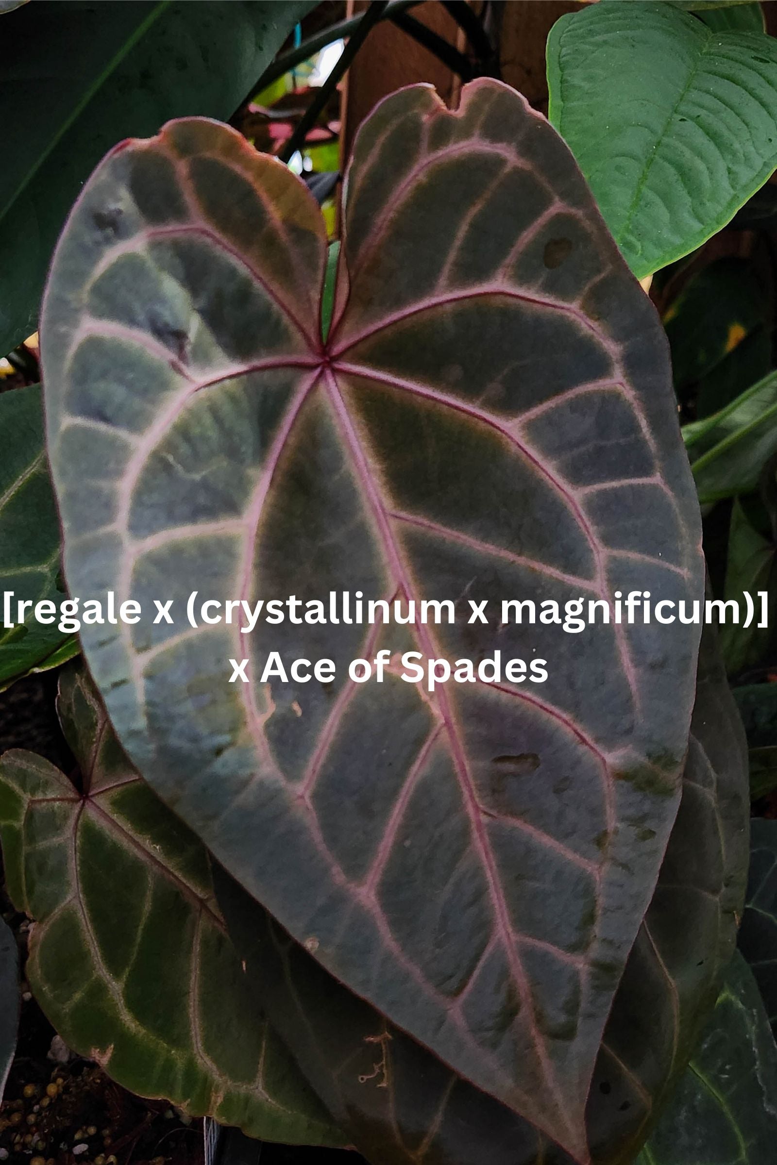 Anthurium 'Voss', CAR-0372 – Carnivero