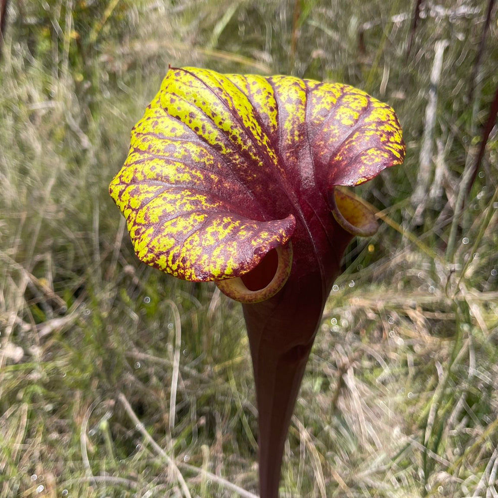 
                      
                        Sarracenia flava var. rubricorpora
                      
                    