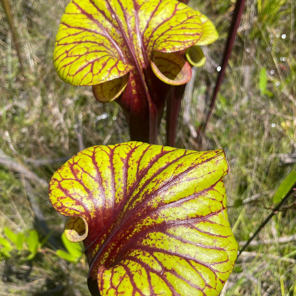 
                      
                        Sarracenia flava var. rubricorpora
                      
                    