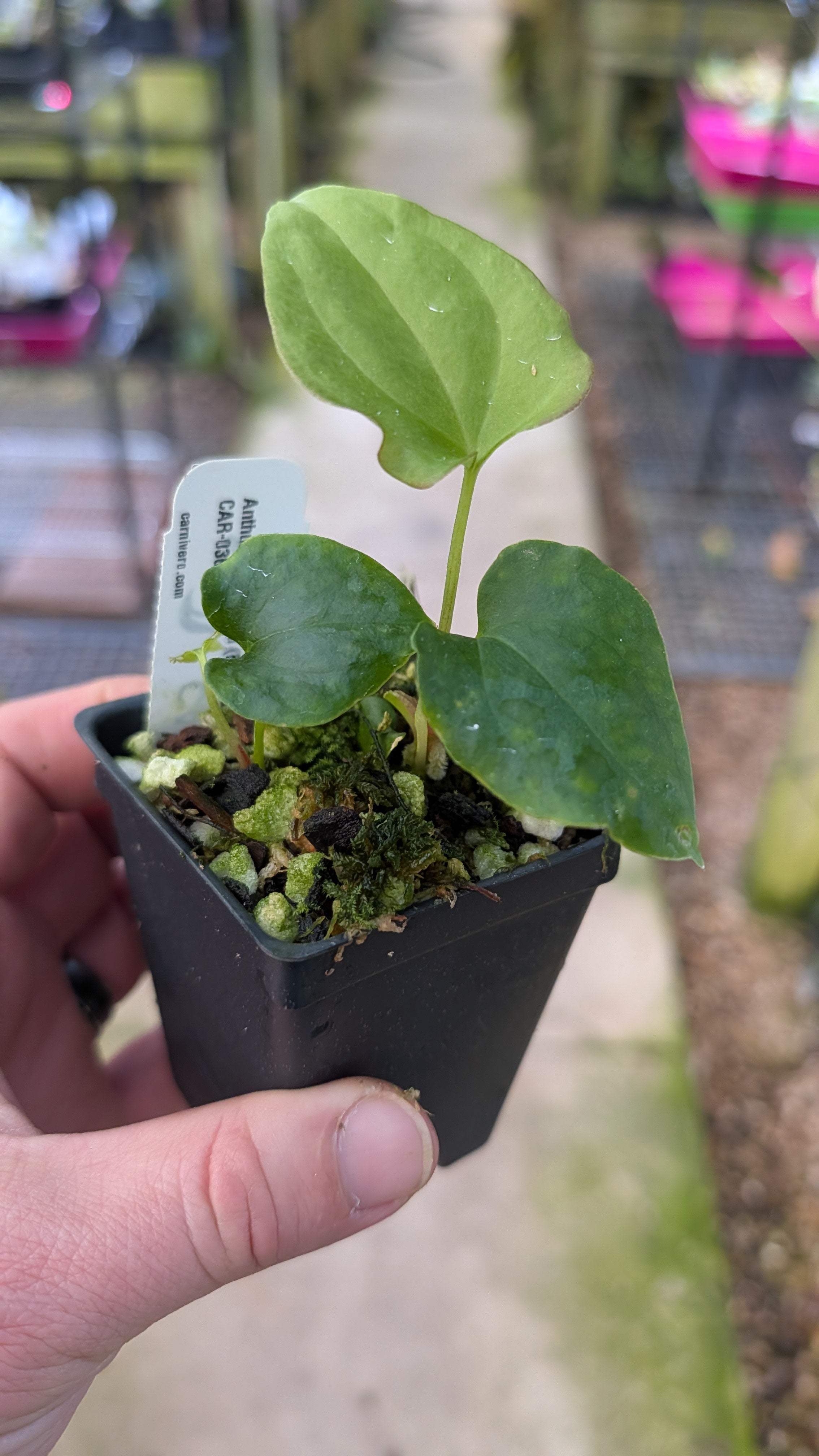 Anthurium antolakii (BVEP) x debile, CAR-0366 – Carnivero