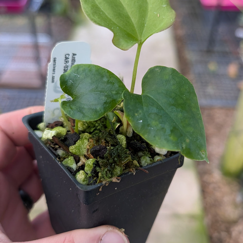 anthurium debile Anthurium antolakii (BVEP) x debilis, CAR-0366 – Carnivero