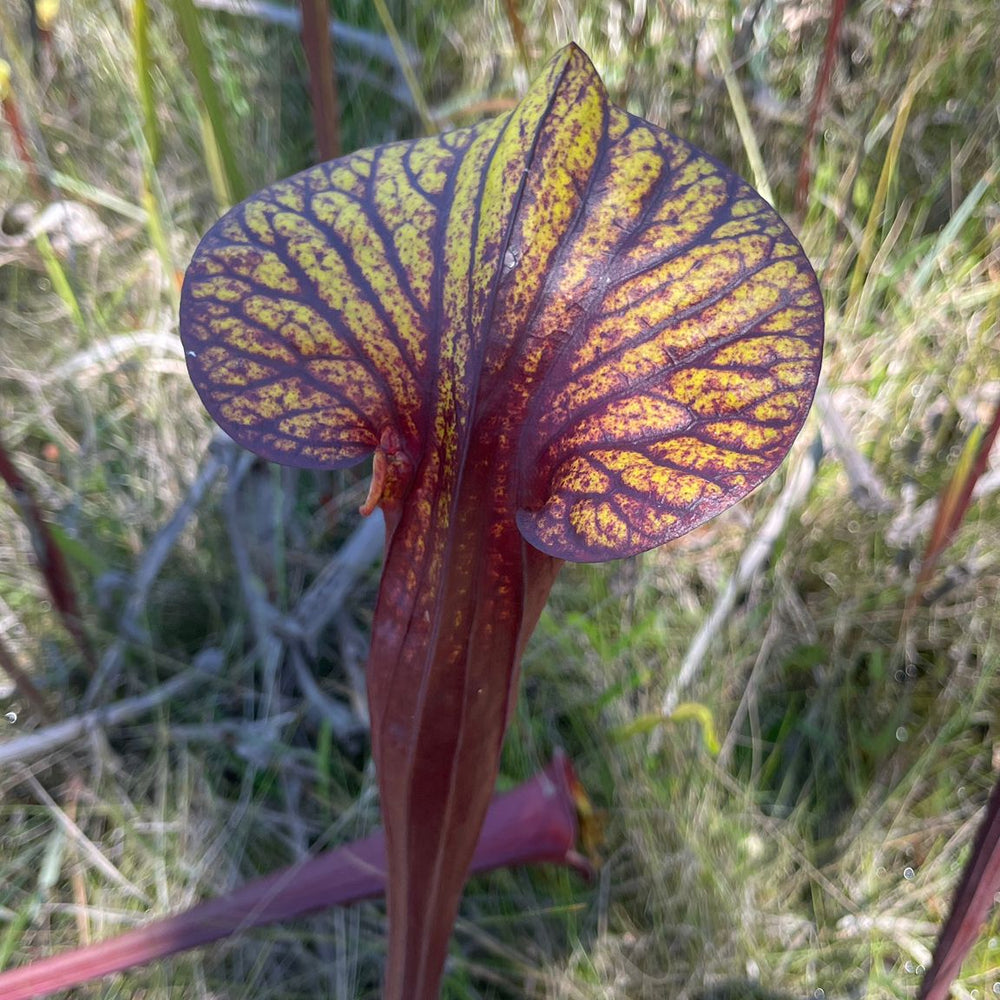 
                      
                        Sarracenia flava var. rubricorpora
                      
                    