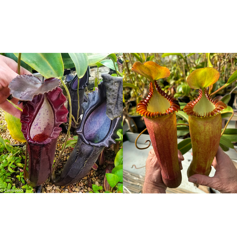 Collage of Nepenthes naga x edwardsiana with burgundy pitchers on the left and tall orange-edged ones on the right.