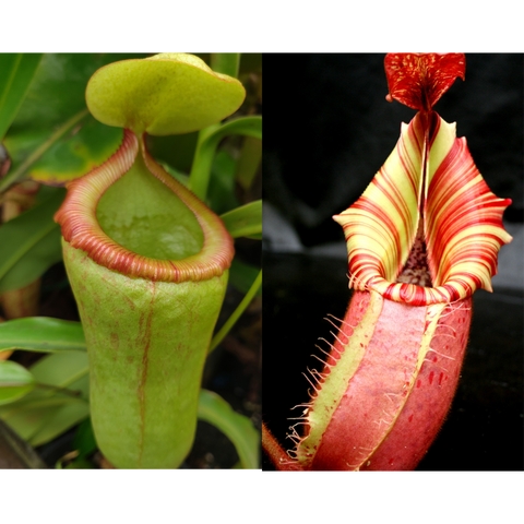 Two Nepenthes candy dreams seed pod pitchers, left green pitcher with pink rim, right red and yellow striped pitcher.
