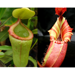 Nepenthes (ventricosa x campanulata) x veitchii "Candy Dreams"