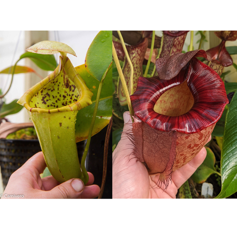 Nepenthes {truncata x [(lowii x veitchii) x campanulata]} x (pelata x tenuis), CAR-0406
